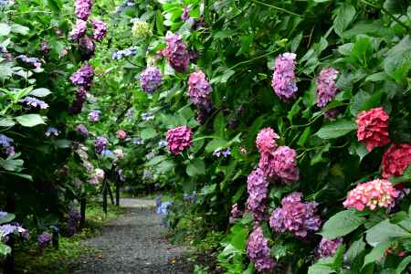 紫陽花の小径