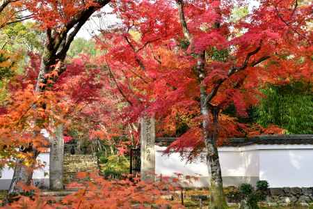 錦秋の浄住寺山門