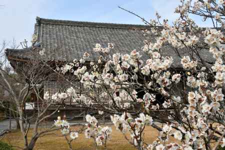 勧修寺の早春