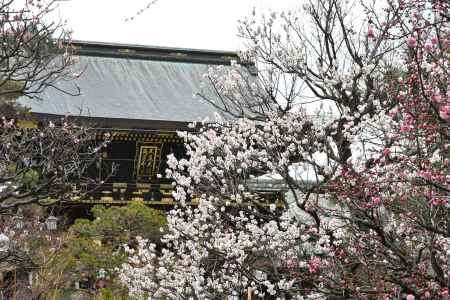 北野天満宮の梅