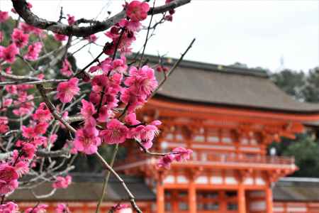 下鴨神社の紅梅