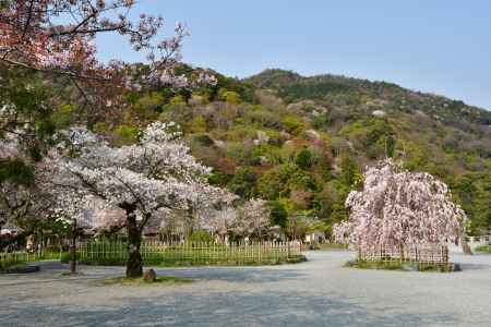 嵐山公園中ノ島地区の桜