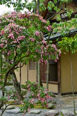 茶室前の馬酔木