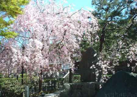 建仁寺の桜