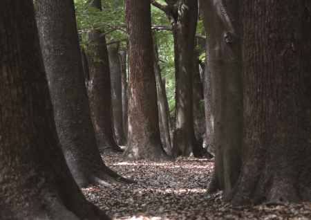 心霊の森