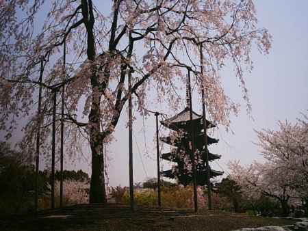 東寺　枝垂桜と五重塔