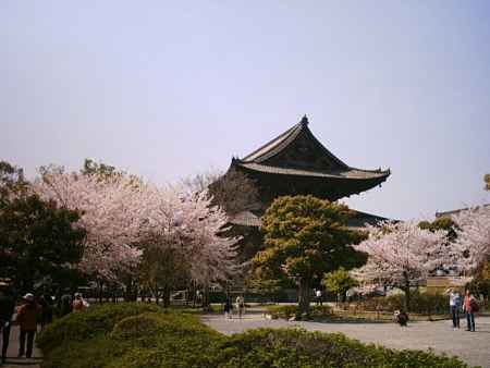 東寺　桜と金堂