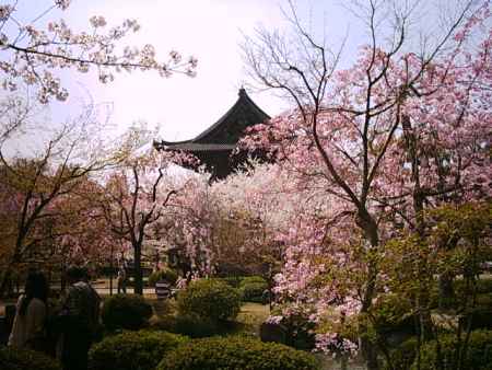 春の東寺　金堂