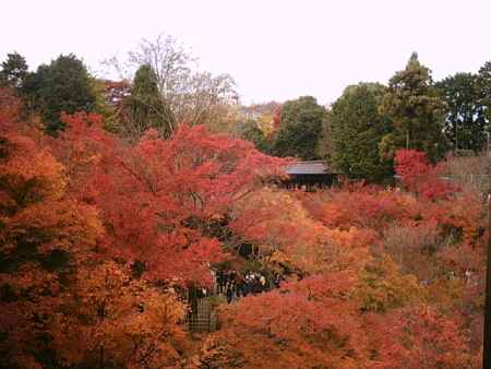 東福寺の紅葉