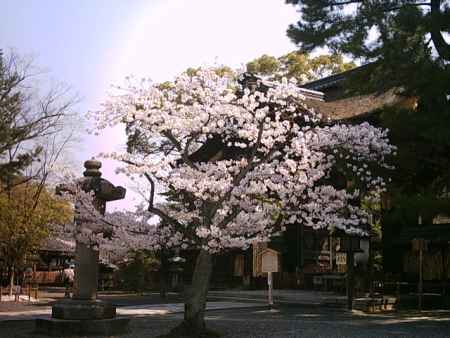 豊国神社　唐門前の桜