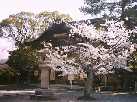豊国神社　唐門と桜