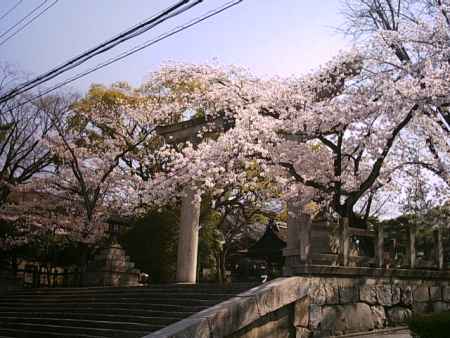 豊国神社　鳥居と桜