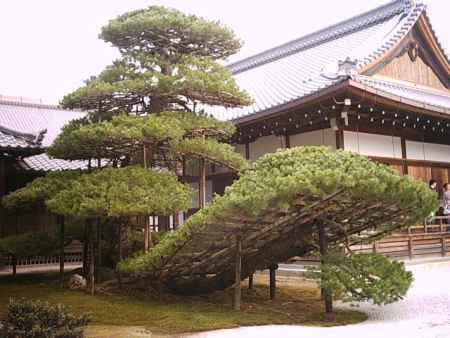 鹿苑寺の松