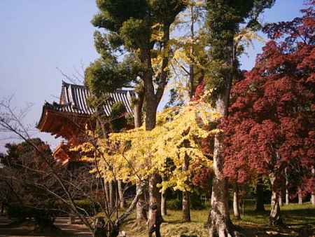 紅葉の仁和寺