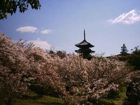 仁和寺　御室桜と五重塔