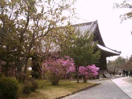 仁和寺　桜と観音堂
