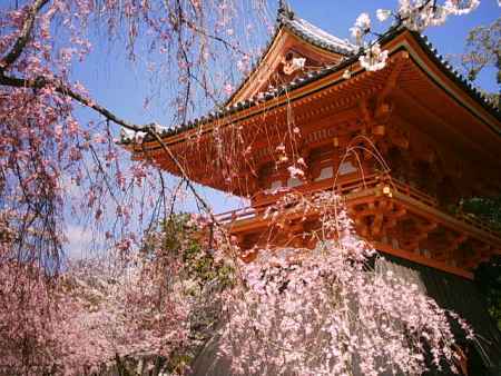 仁和寺　鐘楼と枝垂桜