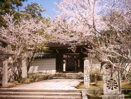 仁和寺の桜