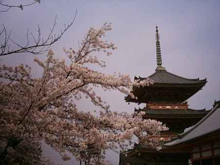 桜と五重塔