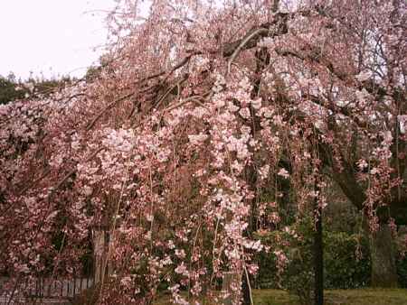 御苑の桜