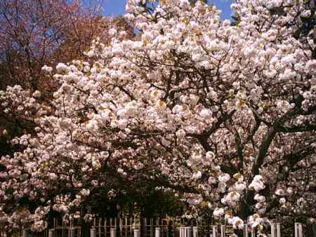 京都御苑のぼたん桜