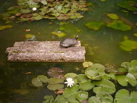 退蔵院　池の亀