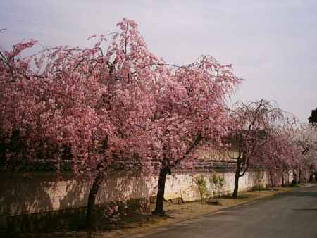 勧修寺の桜