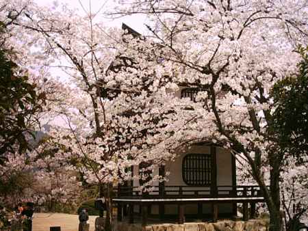 勧修寺　桜