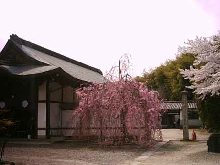勧修寺の枝垂桜