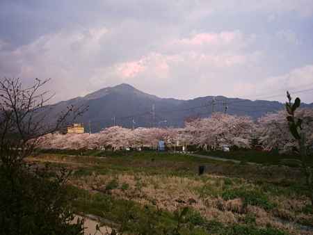 川沿いの桜並木