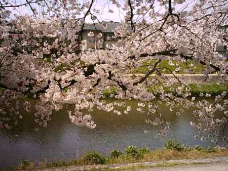 川と満開の桜