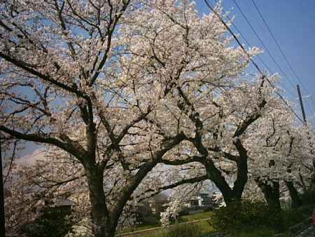 川沿いの満開の桜