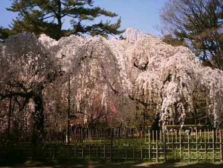 京都御苑の枝垂れ桜