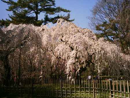 京都御苑　枝垂れ桜