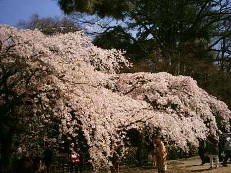 京都御苑　枝垂れ桜