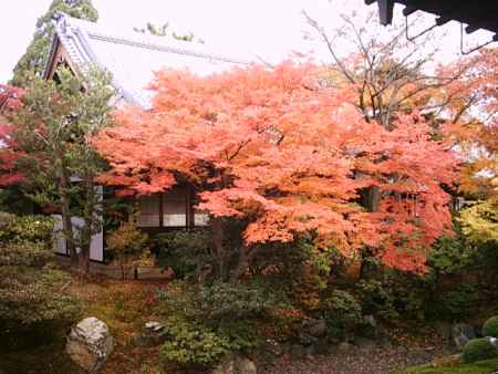 相国寺の紅葉