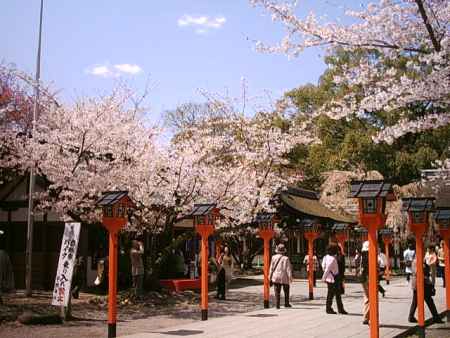 平野神社の桜