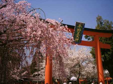 お花見　桜と鳥居