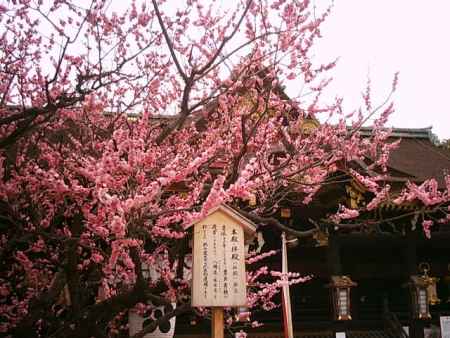 北野天満宮の梅