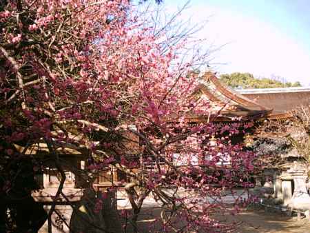 梅の花　北野天満宮