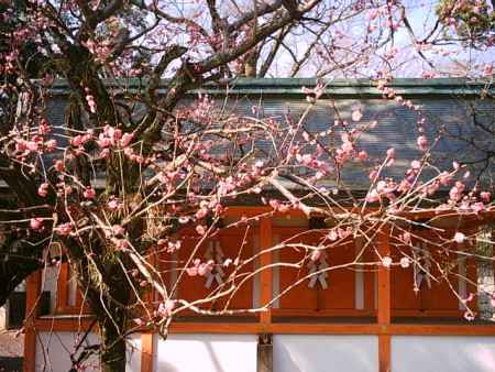 梅の花　北野天満宮