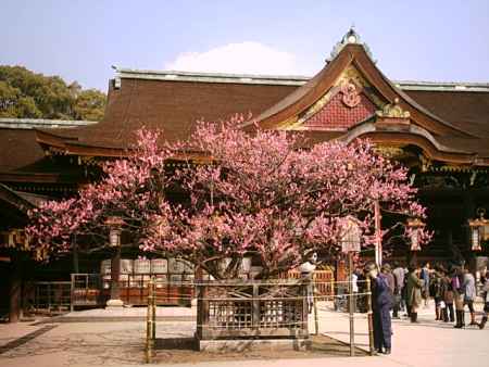 北野天満宮　本殿と梅