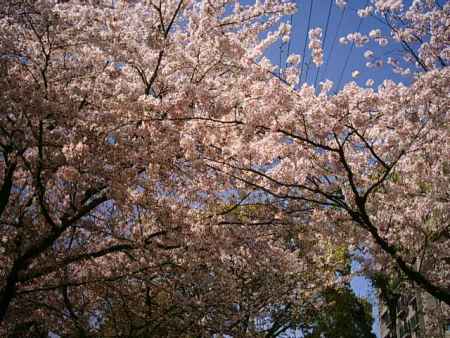 堀川の桜