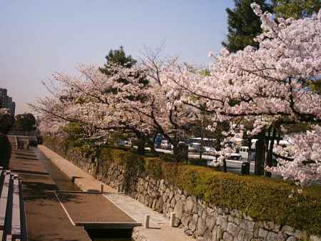 堀川　桜並木