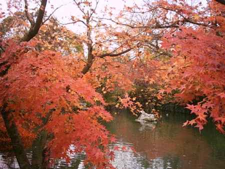 永観堂　池のほとりの紅葉