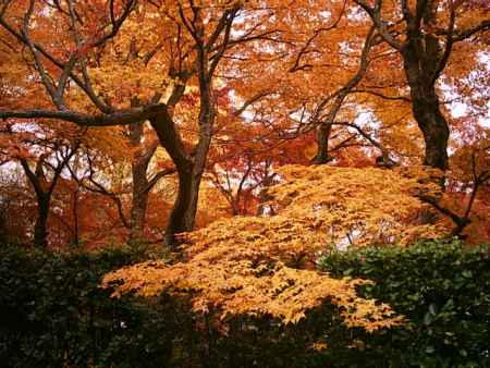 永観堂　いろとりどりの紅葉