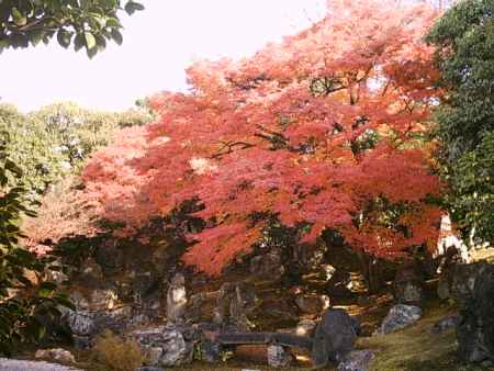 圓徳院の紅葉6