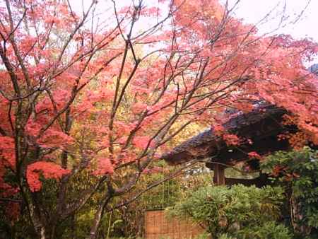 光悦寺の紅葉