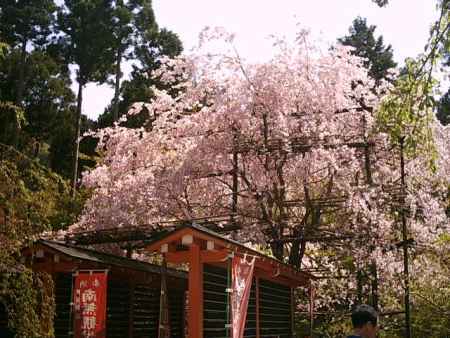 三千院の桜