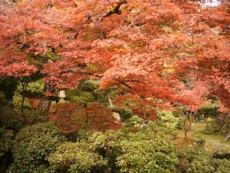 実相院の紅葉